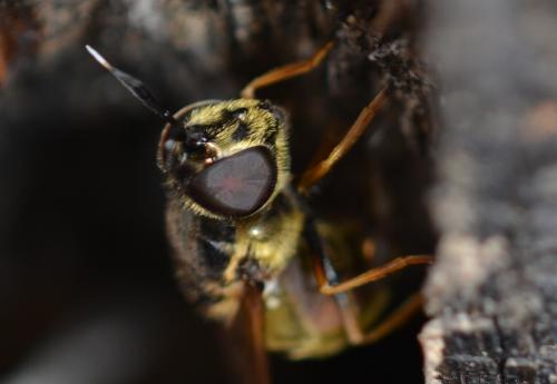 Réf. 293 698 : Callicera aurata